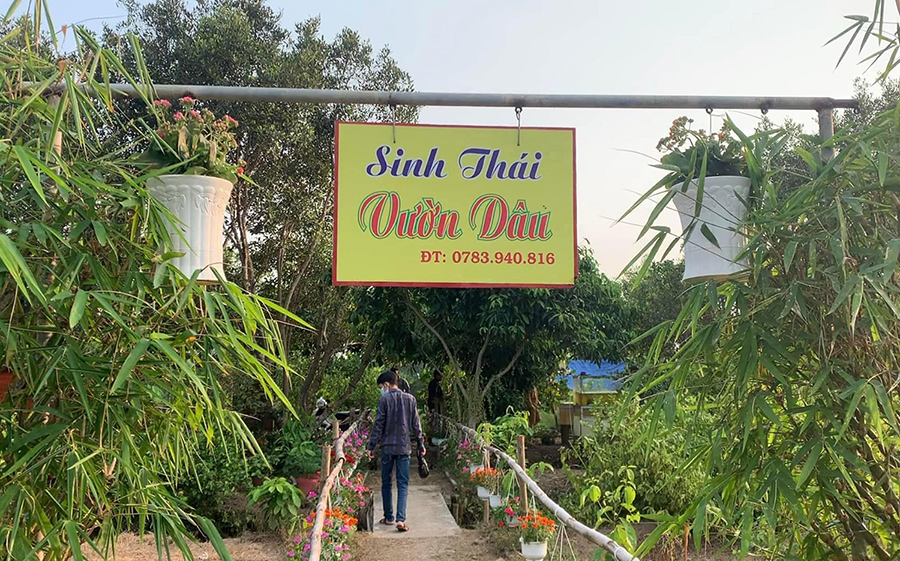 Về Vườn dâu 9 Hoàng xã Vĩnh Trạch trải nghiệm du lịch sinh thái hấp dẫn 2