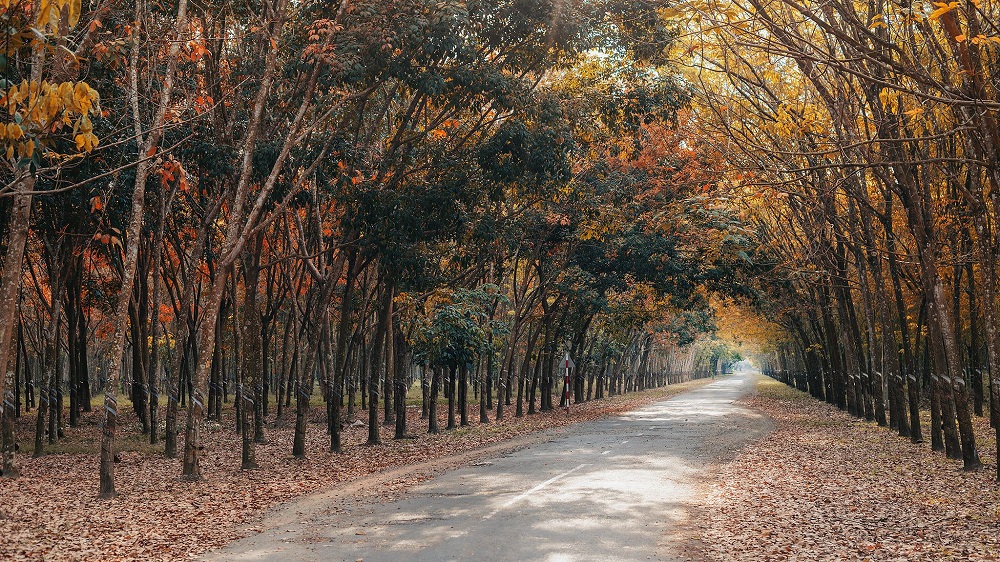 Mê mẩn rừng cao su Bình Phước mùa thay lá đầy thơ mộng 2