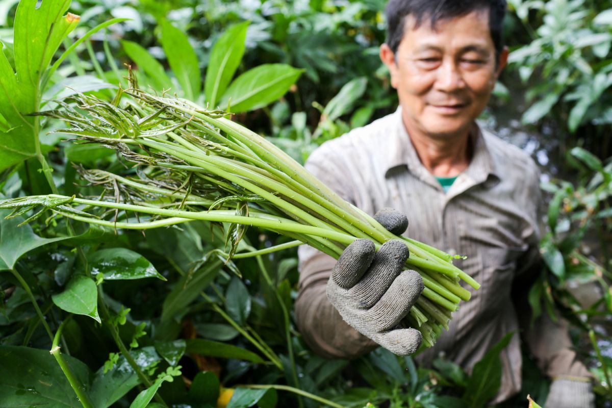 Thử ngay rau móp từ cây mọc dại trở thành đặc sản Bình Dương nức tiếng 2