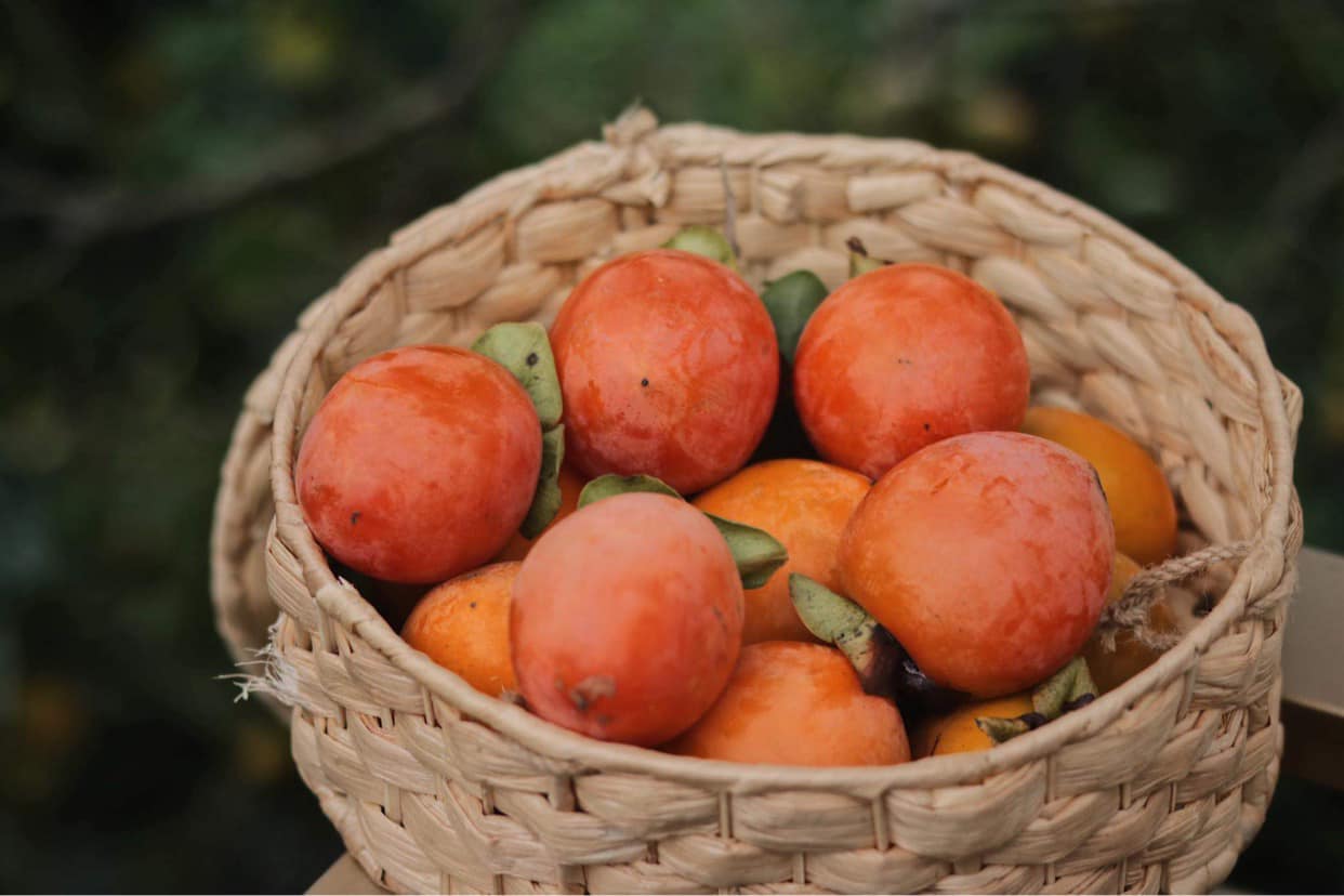 Mộc Trà Farm - Quán cà phê với con đường đẹp như phim Hàn Quốc 9