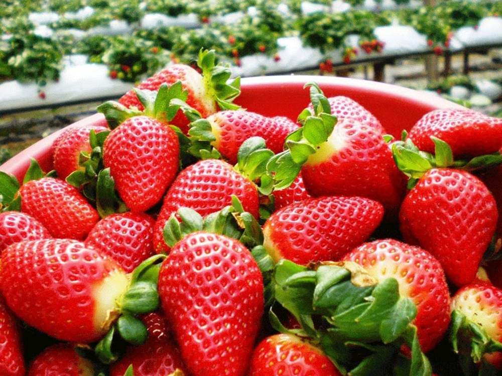 Cách làm dâu lắc muối ớt chua chua cay cay, ăn là ghiền 2