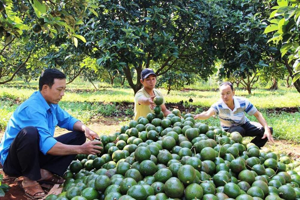 Cách chọn bơ sáp Đà Lạt thơm ngon, béo ngậy 3