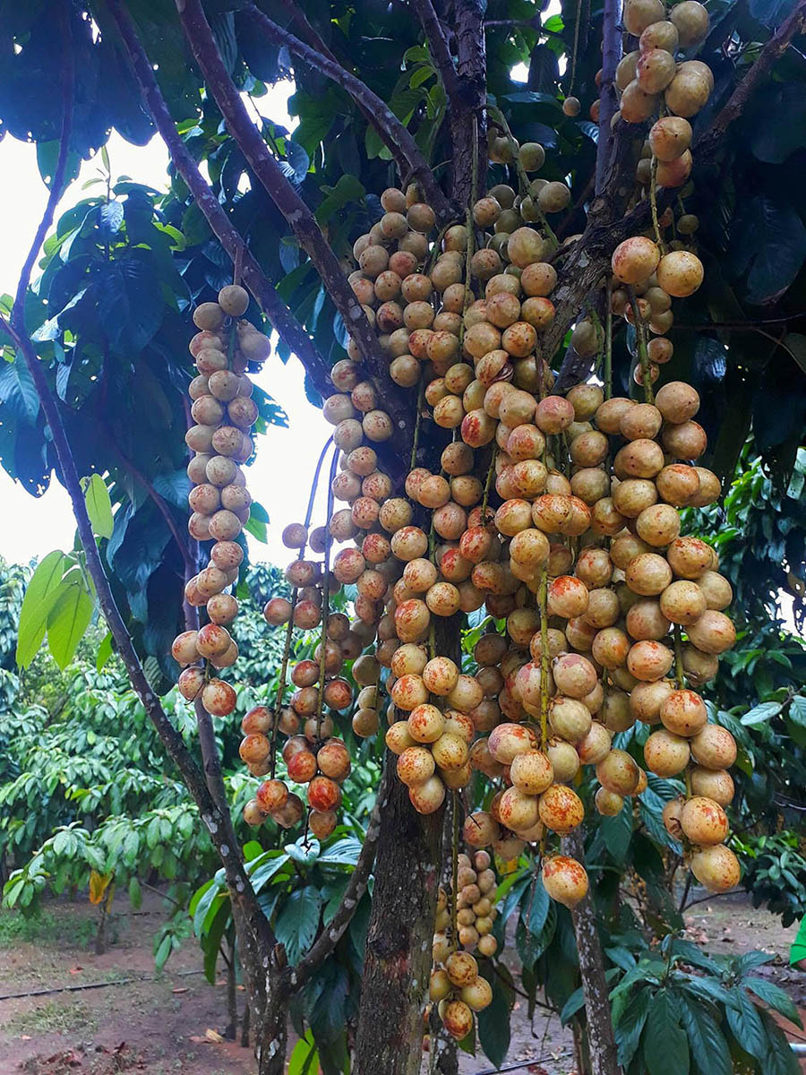 Vườn dâu 5 Cảnh Mỹ Luông, thiên đường dâu da đất xứ An Giang 5