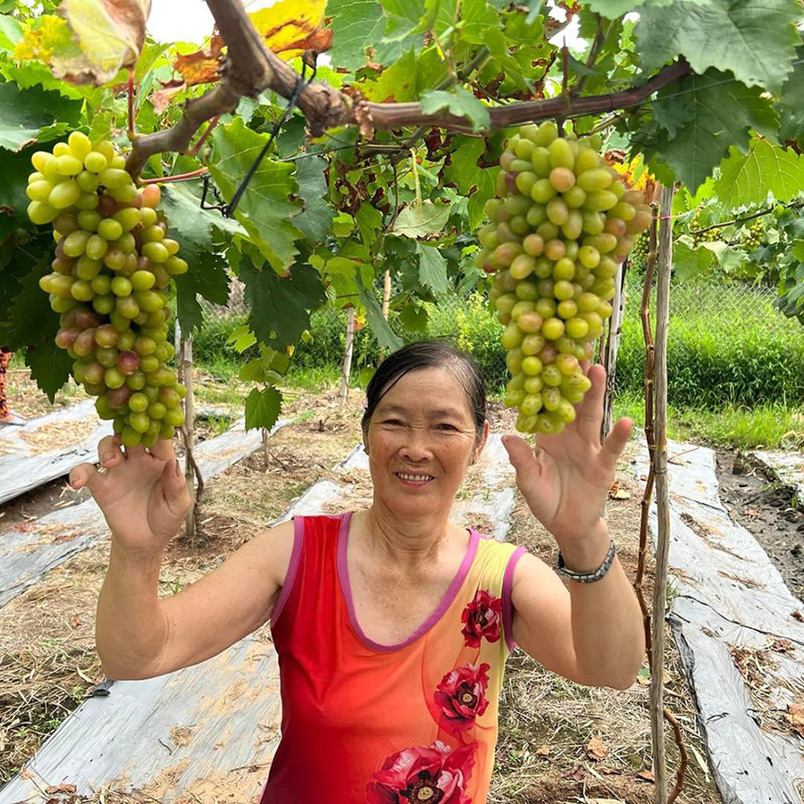 Tham quan Vườn nho Thiện Tính Chợ Mới sai trĩu quả 4