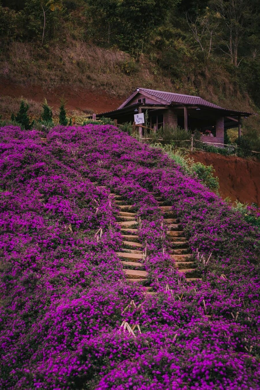 Lavender Túi Thương Nhớ, không gian ngập tràn sắc tím lãng mạn, an yên 2