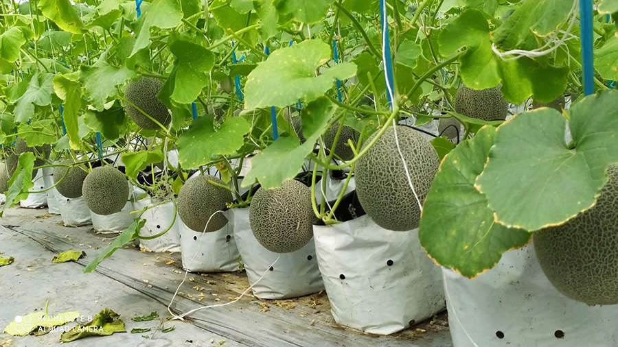 Vườn dưa Út Phong Châu Đốc, Đà Lạt thu nhỏ giữa miền sông nước 3