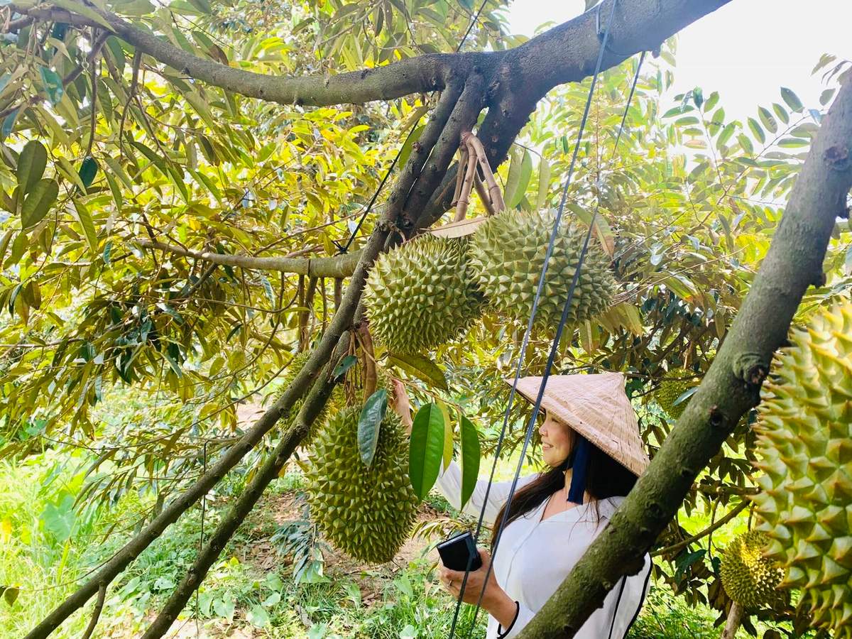 Khám phá Vườn trái cây Lái Thiêu Bình Dương giá rẻ ngon nức tiếng 2