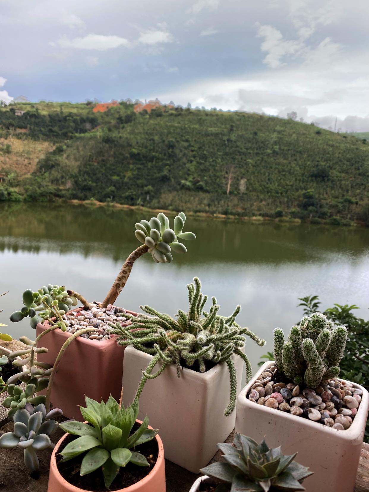 Mộc Trà Farm - Quán cà phê với con đường đẹp như phim Hàn Quốc 5