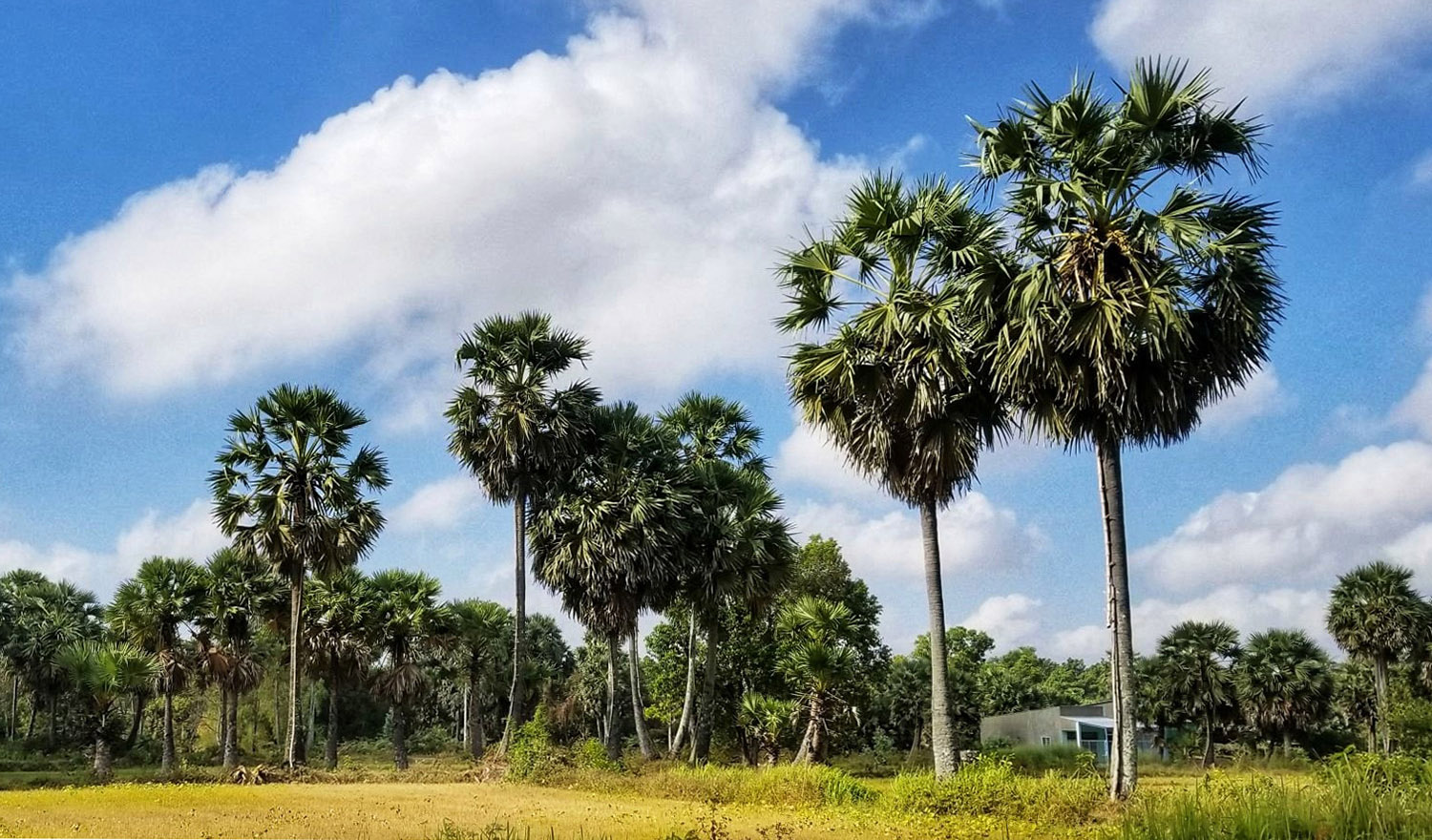 Cây Thốt nốt An Giang, thức quà quý giá đến từ thiên nhiên 4