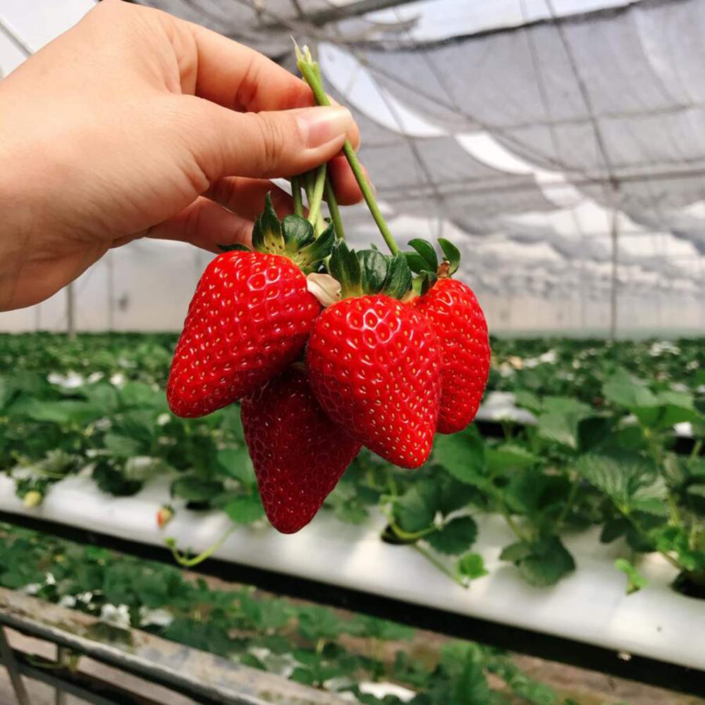 Top 10 địa chỉ mua dâu tây ngon nhất Đà Lạt 10