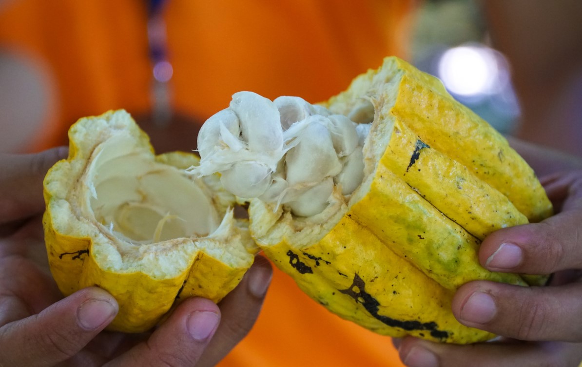 Bạn đã thử chưa Cacao Mười Cương thơm ngon chỉ có tại Tây Đô? 6
