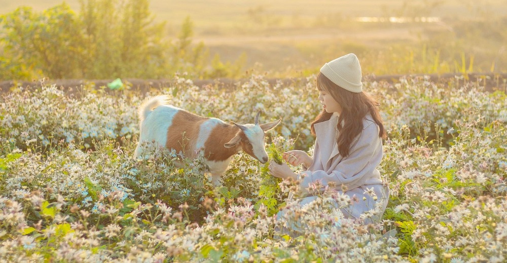 Khám phá Hà Nội đẹp như cổ tích ngay tại vườn Nhãn Long Biên 2