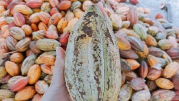 36819df912 Trải nghiệm bao điều mới mẻ tại Vườn cacao Mười Cương Cần Thơ