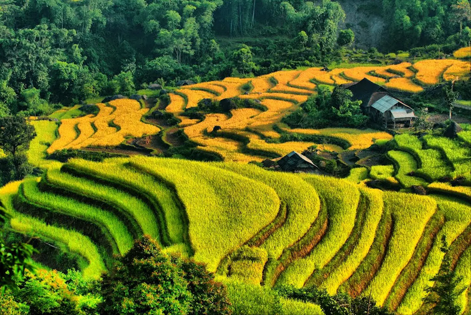 74a8bbe0c8 Về Nậm Ty mùa lúa chín tại Hoàng Su Phì