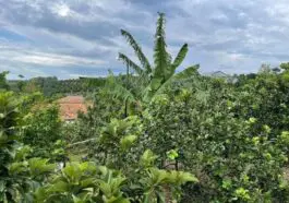 8e1d063e37 Top 12 vườn trái cây Long Khánh nhộn nhịp mùa du lịch miệt vườn