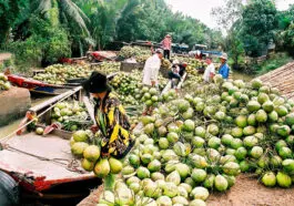 fdcfaf2373 Lễ hội Dừa Bến Tre, sự kiện tôn vinh loài cây đặc trưng của tỉnh