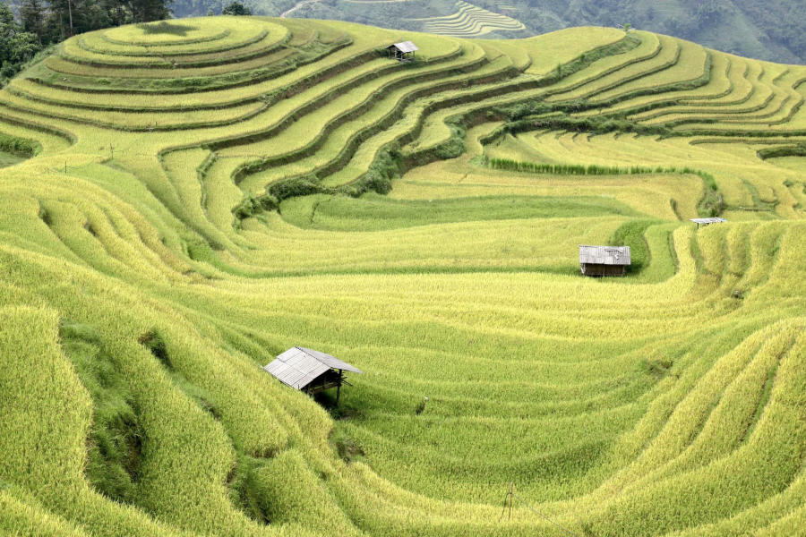 Loạn nhịp trước Hoàng Su Phì mùa lúa chín đẹp đến nao lòng 9