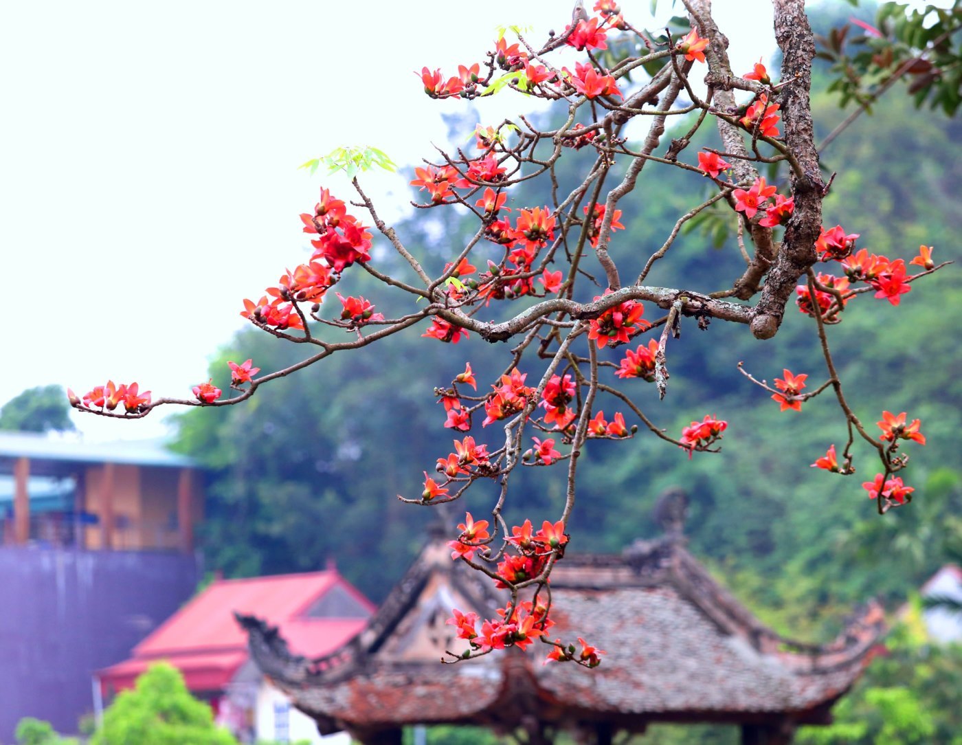 Mùa hoa gạo Hà Giang bừng sắc đỏ khắp Cao nguyên đá 4