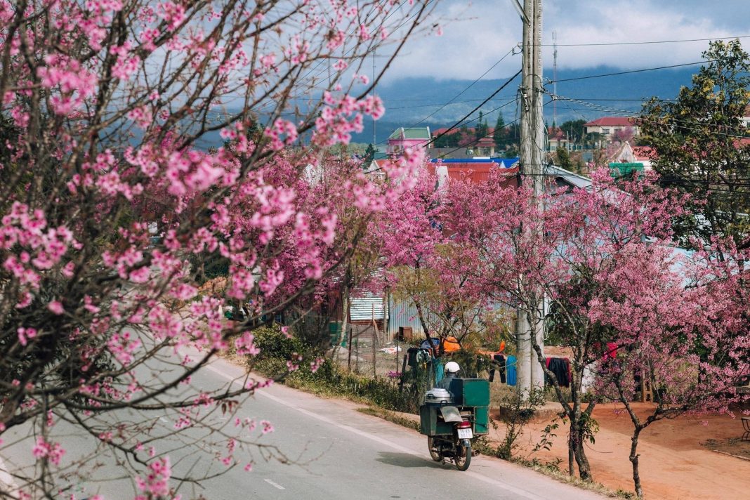 Ấn tượng cung đường rợp bóng mai anh đào Đà Lạt trên dốc Đa Quý 4