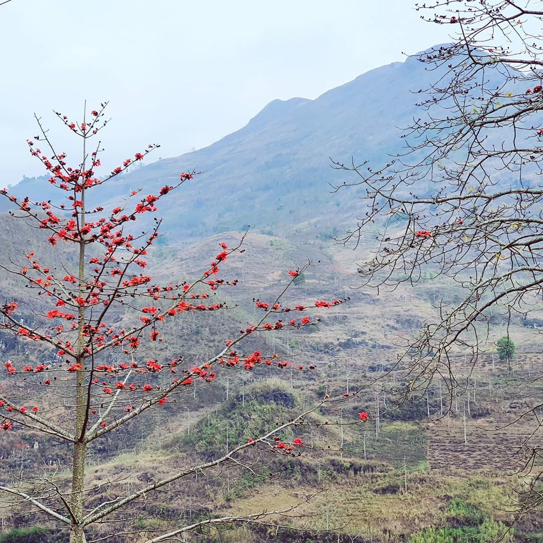 Mùa hoa gạo Hà Giang bừng sắc đỏ khắp Cao nguyên đá 5