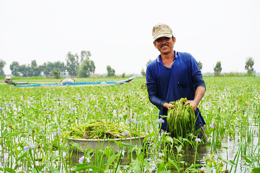 Đặc sản Hẹ nước Cà Mau và những món ăn thơm ngon, hấp dẫn 3