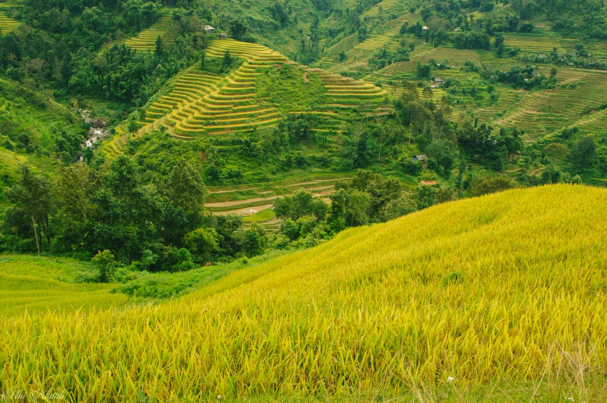 Review Tả Sử Choóng - Hoàng Su Phì mùa lúa chín vàng 2