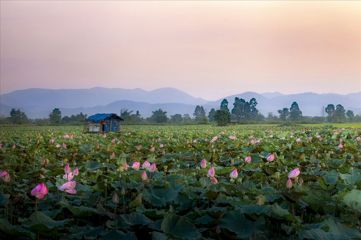 Cánh đồng sen Phú Thiện và vẻ đẹp ngây ngất lòng người 5