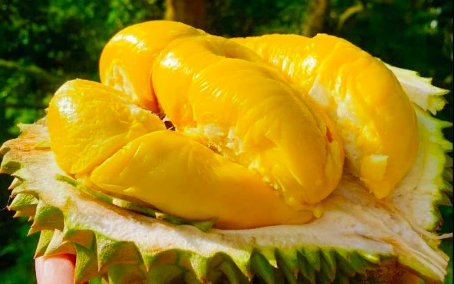 Khám phá Sầu riêng Cái Mơn, đặc sản Bến Tre nổi tiếng gần xa 4
