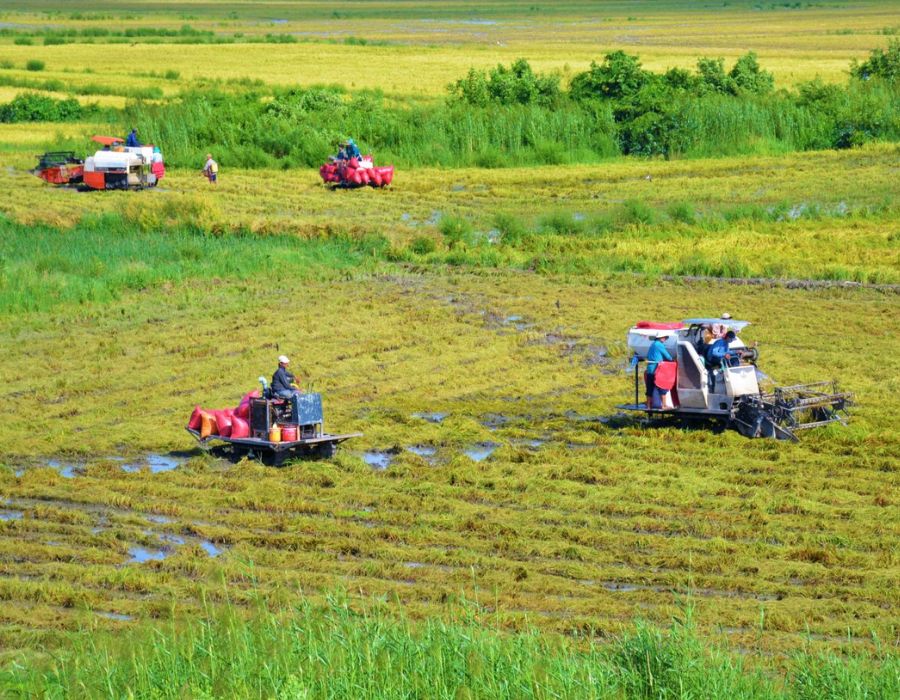 Đi Cà Mau mùa nào đẹp, cùng tìm hiểu ngay với Chiasene.com 2