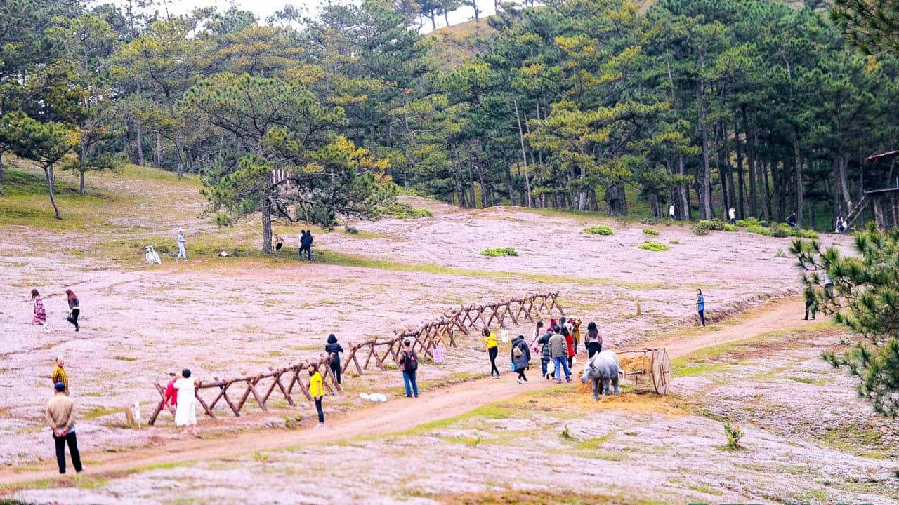 Chuyến đi Đà Lạt vào tháng Mười Hai sẽ là những ký ức tuyệt vời mà bạn không thể nào quên 8