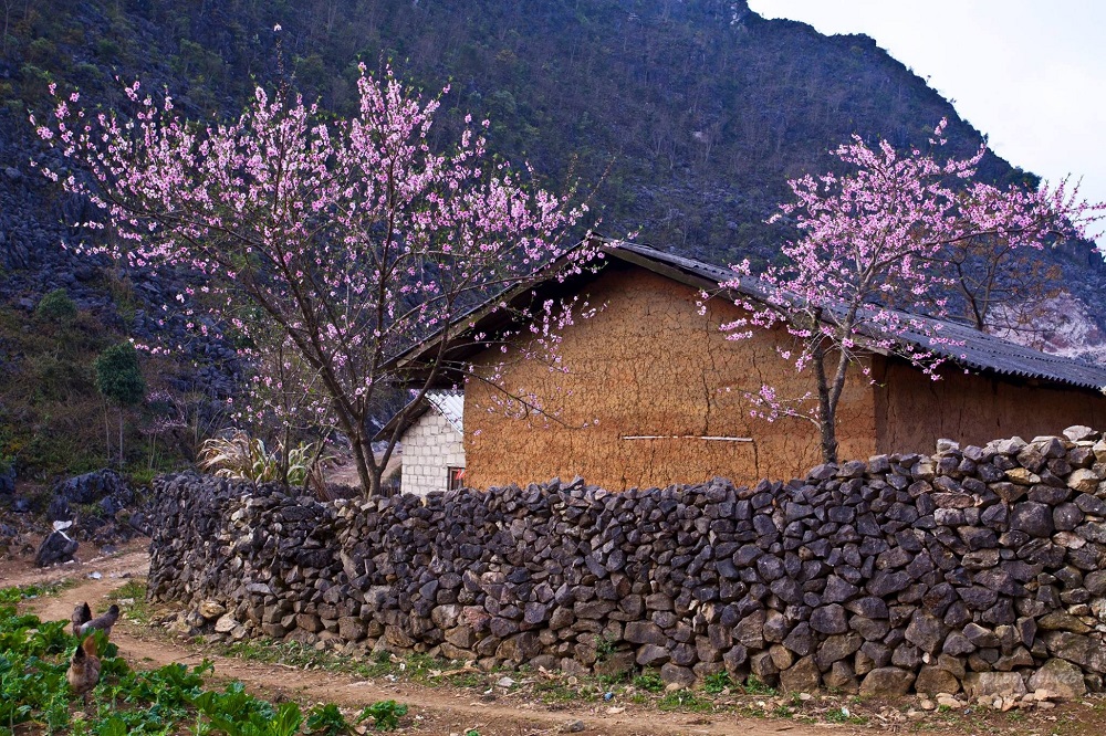 Mùa hoa tam giác mạch Hà Giang - Ngắm nhìn một Hà Giang rực rỡ dịp cuối năm 7