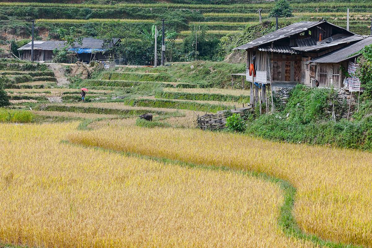 Về Nậm Ty mùa lúa chín tại Hoàng Su Phì 6