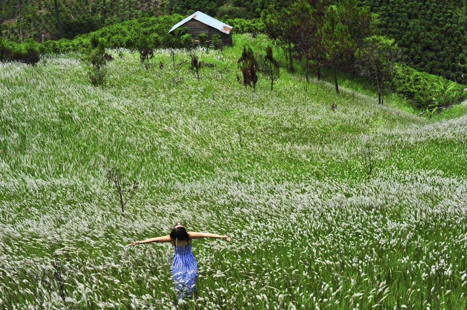 Mùa hoa cỏ lau Đà Lạt về ngập tràn trên những cánh đồng hoang 2