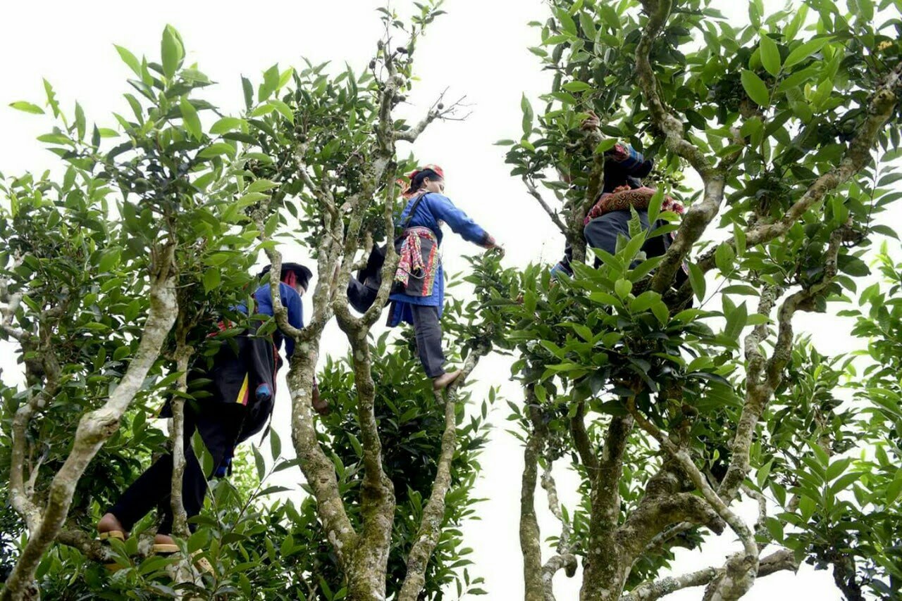 Huyền bí Tây Côn Lĩnh – Nơi được mệnh danh là ‘Nóc nhà vùng Đông Bắc’ 4