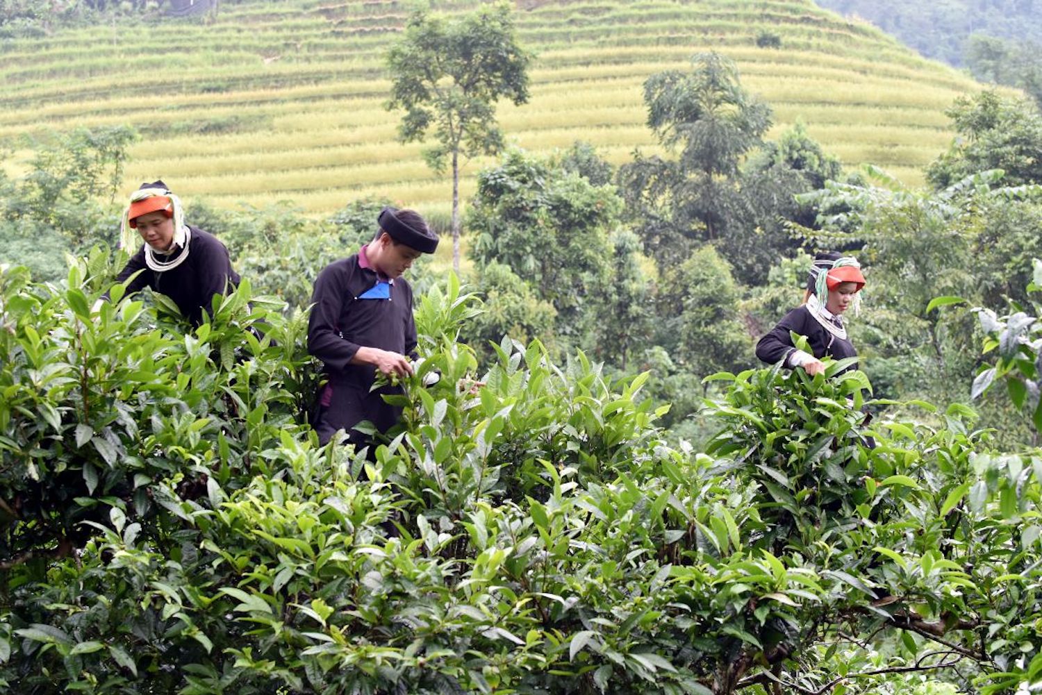 Thưởng Chè Shan Tuyết Hà Giang trong một ngày se lạnh 6