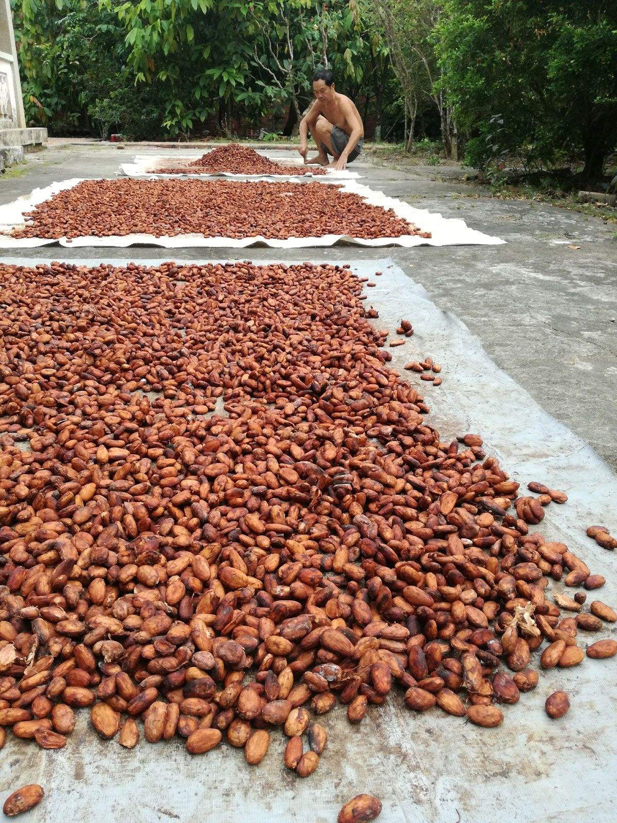 Trải nghiệm bao điều mới mẻ tại Vườn cacao Mười Cương Cần Thơ 4