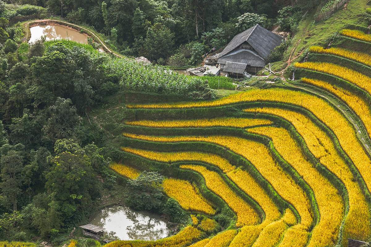 Về Nậm Ty mùa lúa chín tại Hoàng Su Phì 4