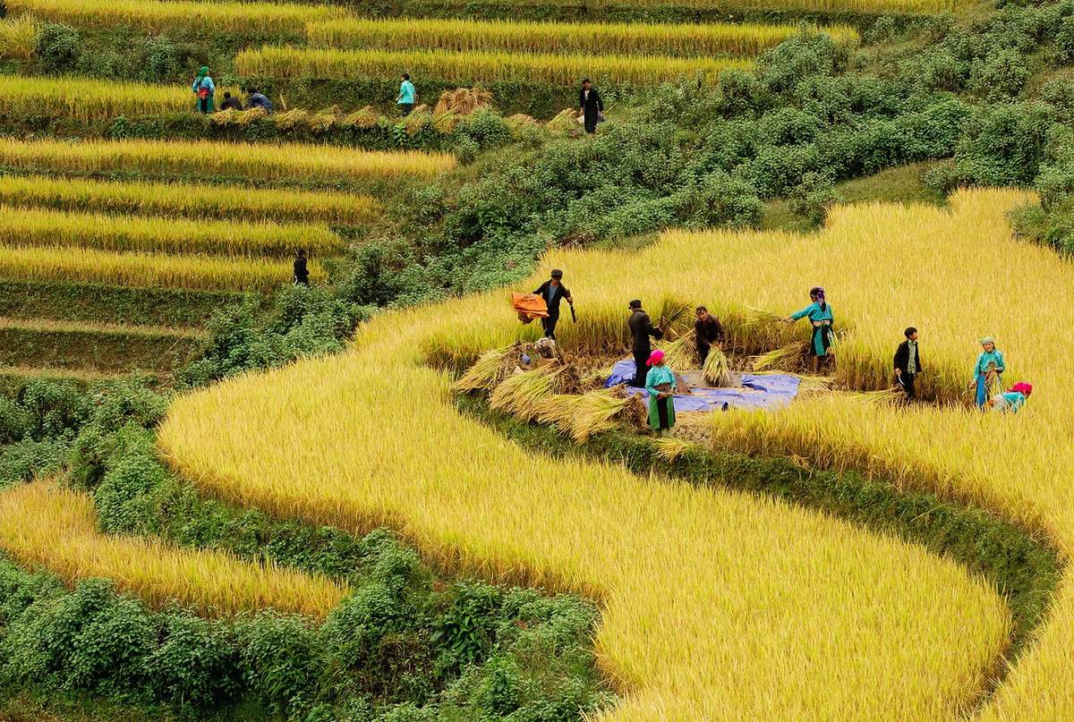 Kinh nghiệm đi Hà Giang săn mùa vàng - Thương nhớ mùa lúa chín ở cao nguyên đá 4