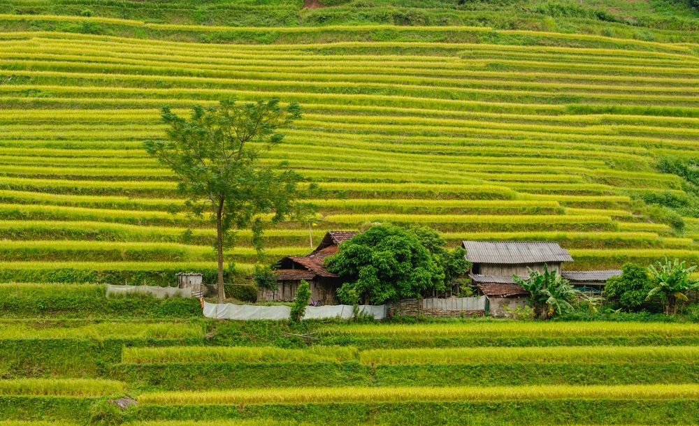 Mùa vàng Hoàng Su Phì - Nét đẹp bình yên giữa chốn cao nguyên 3