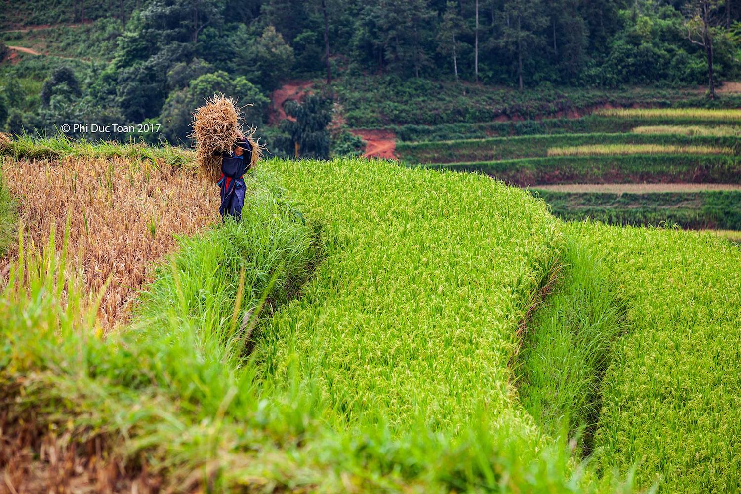 Đến Bản Luốc - Sán Sả Hồ để ngắm thửa ruộng bậc thang rộng nhất Hoàng Su Phì 7