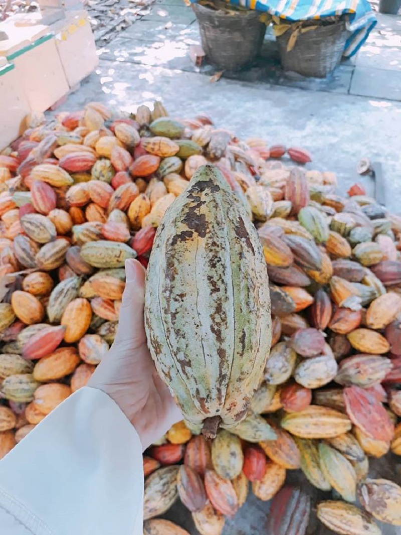 Trải nghiệm bao điều mới mẻ tại Vườn cacao Mười Cương Cần Thơ 2