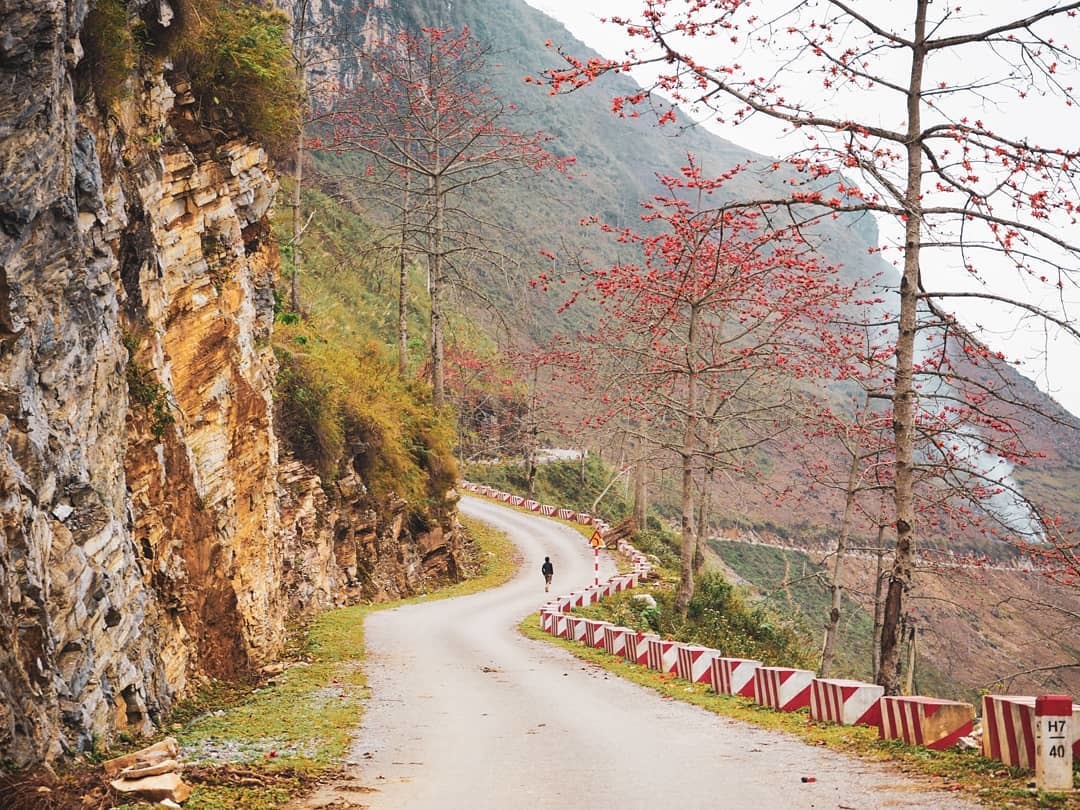 Mùa hoa gạo Hà Giang bừng sắc đỏ khắp Cao nguyên đá 2