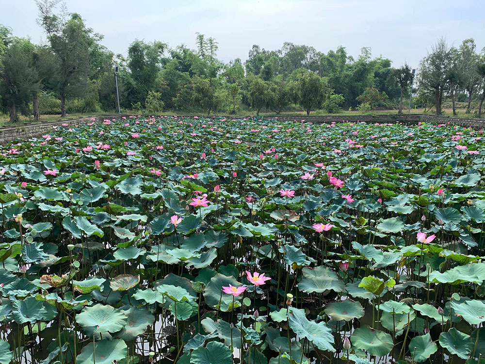 Chùa Trà Bảo Lộc, trạm dừng an yên cho những tâm hồn mỏi mệt 11