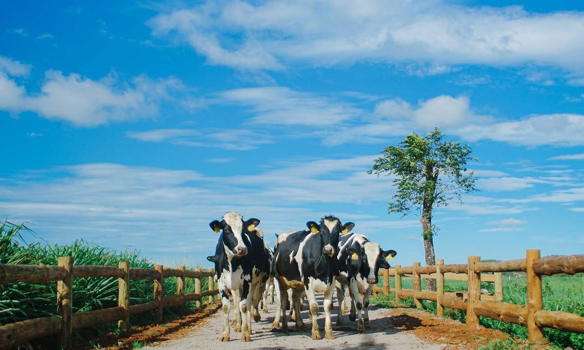 Trải nghiệm tại nông trại đạt chuẩn châu Âu Vinamilk Organic Milk Farm 9