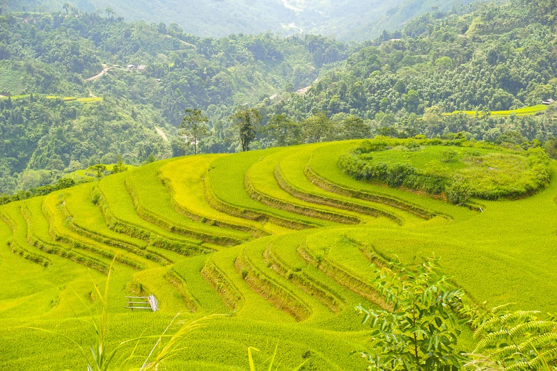 Kinh nghiệm đi Hà Giang săn mùa vàng - Thương nhớ mùa lúa chín ở cao nguyên đá 8