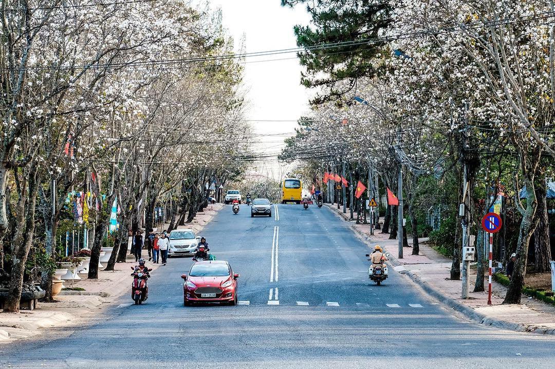 Mùa hoa ban trắng Đà Lạt tượng trưng cho lời hẹn ước chung thủy của một tình yêu lãng mạn, trong sáng 7