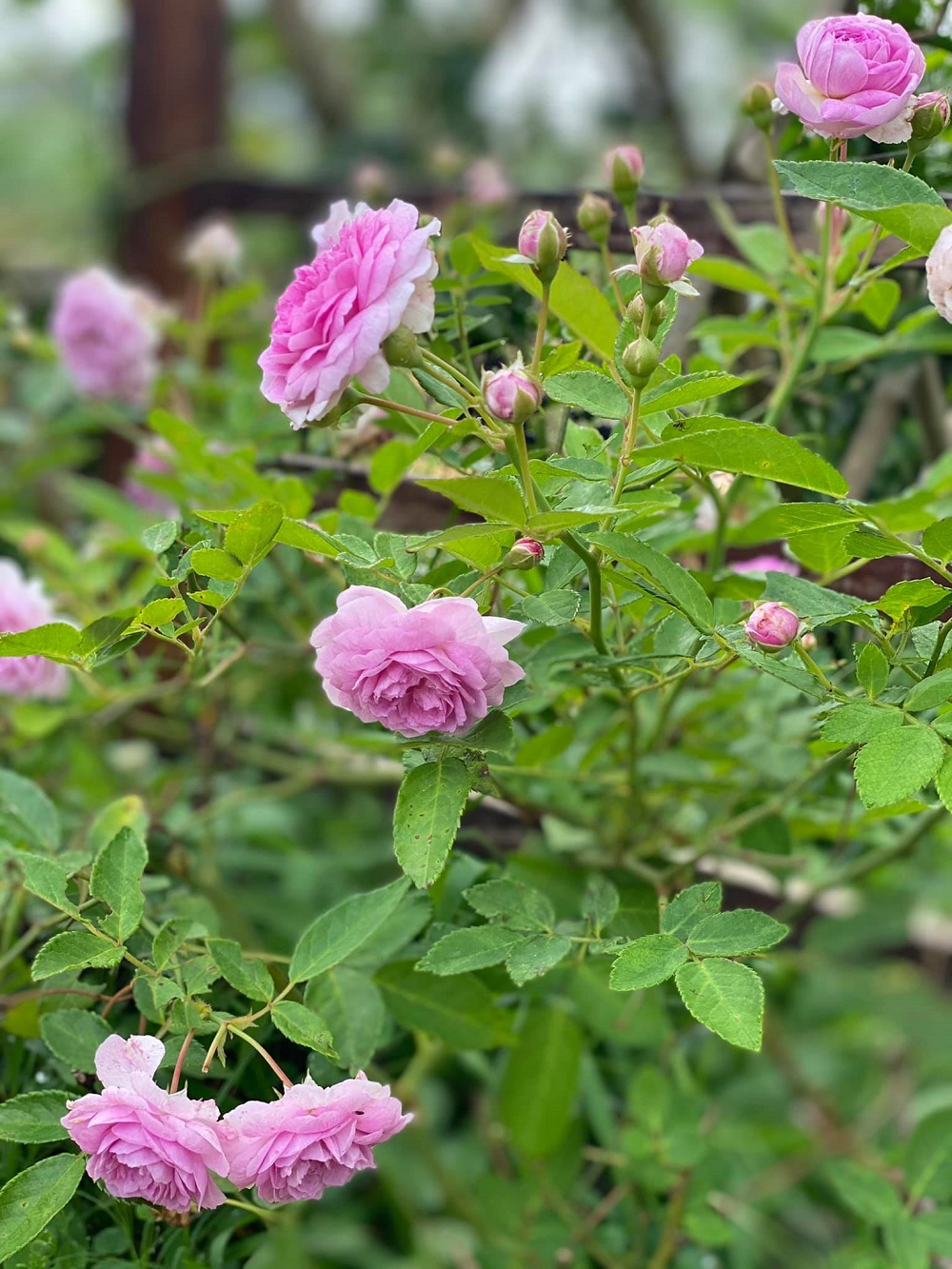 Lạc vào Vintage Garden