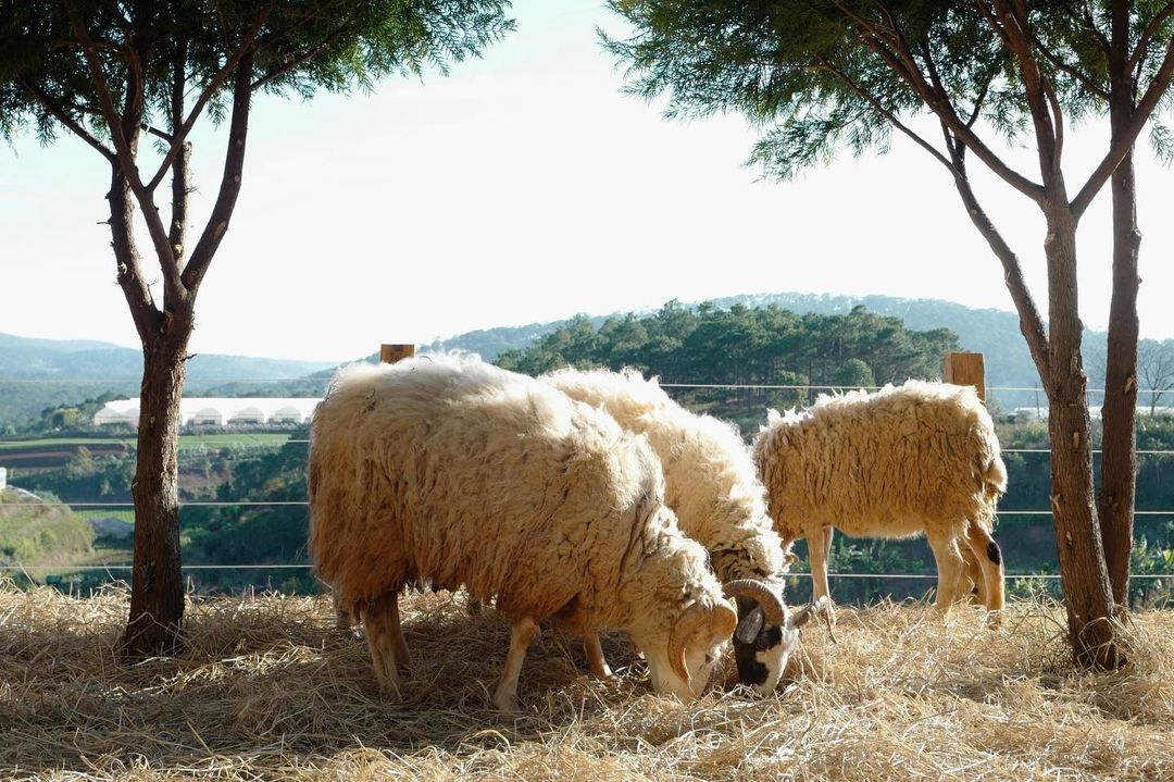 Chika Farm Đà Lạt, trải nghiệm làm nông dân sống ảo tại trang trại châu Âu 5