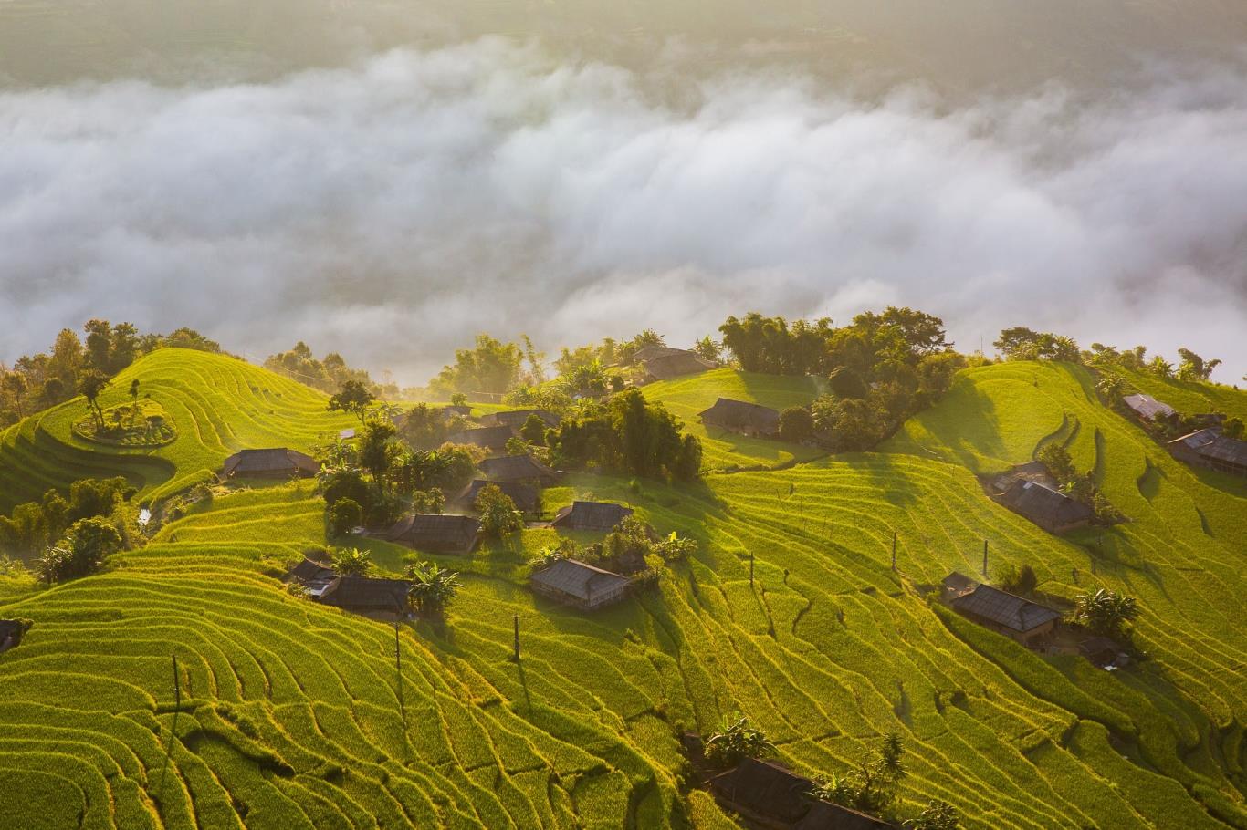 Hoàng Su Phì - Ngỡ ngàng vẻ đẹp ruộng bậc thang mùa lúa chín 7