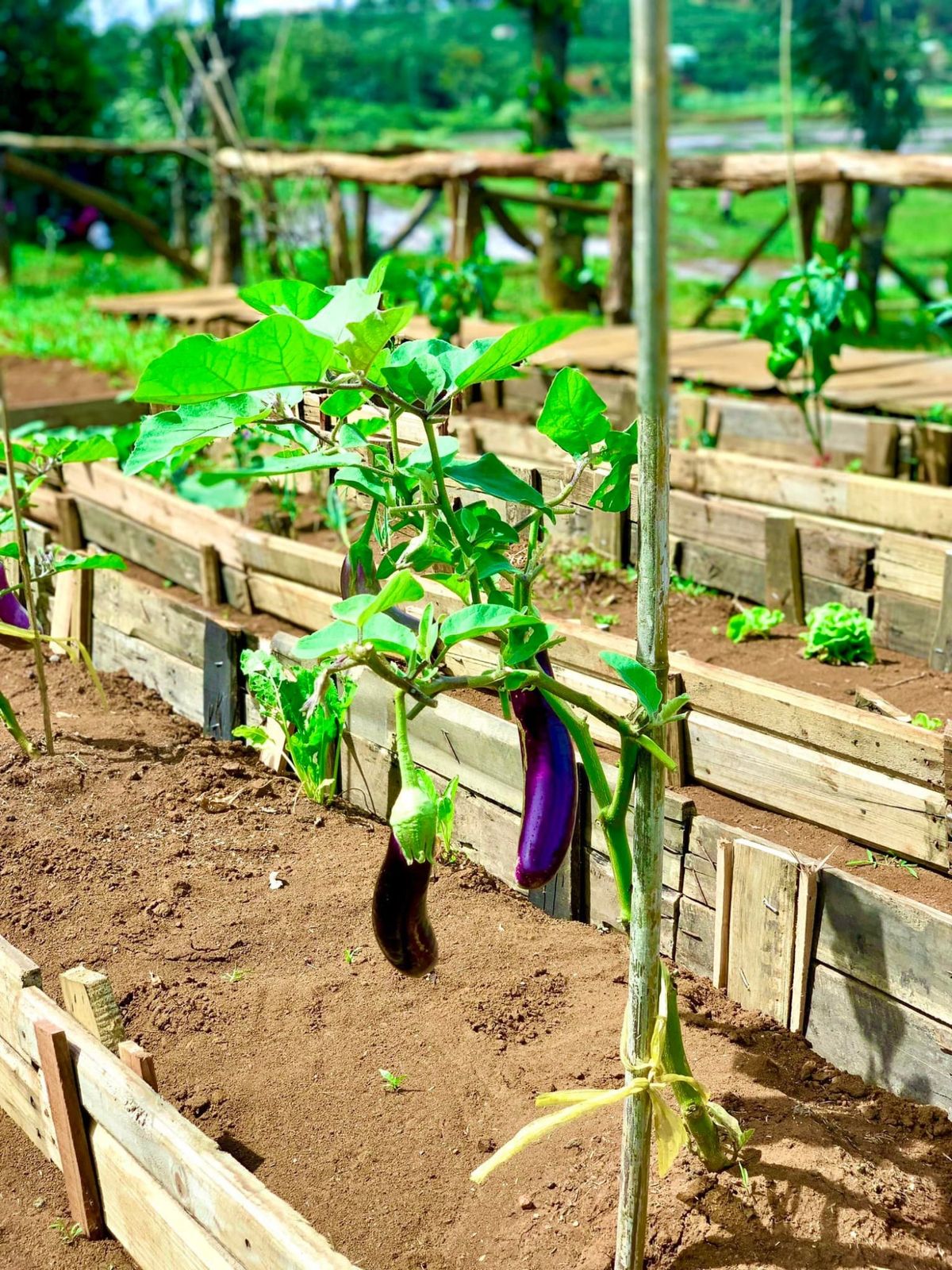 Chill cùng Thông Farm, quán cà phê phố núi nghìn view 10